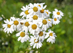 Oryginalny obrazek