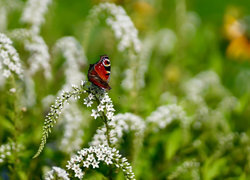 Oryginalny obrazek