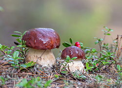 Oryginalny obrazek
