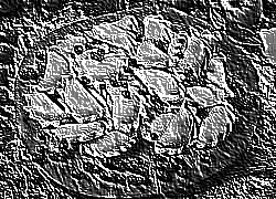 Skamielina