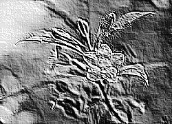 Skamielina