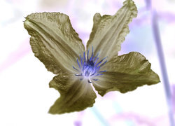 Negatyw