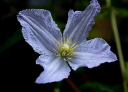 Oryginalny obrazek