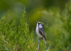 Oryginalny obrazek