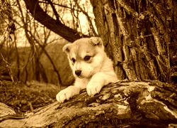 Sepia