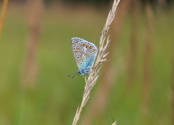 Oryginalny obrazek