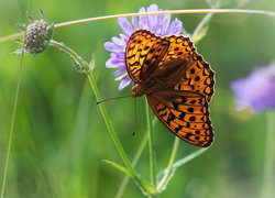 Oryginalny obrazek