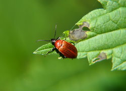 Oryginalny obrazek