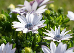 Oryginalny obrazek