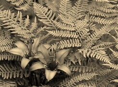 Sepia