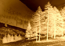 Sepia + Negatyw