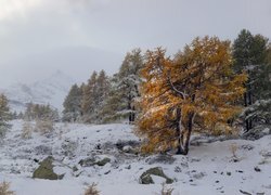 Oryginalny obrazek