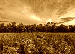 Sepia
