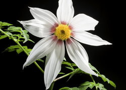 Oryginalny obrazek