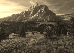 Szary + Sepia