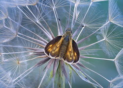 Oryginalny obrazek