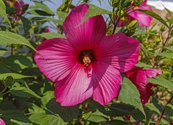 Oryginalny obrazek