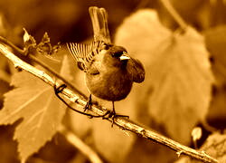 Sepia