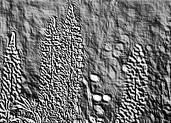 Skamielina