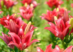 Oryginalny obrazek