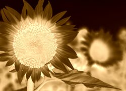 Sepia + Negatyw