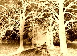 Sepia + Negatyw