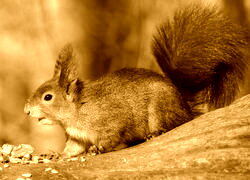 Sepia