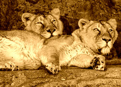 Sepia