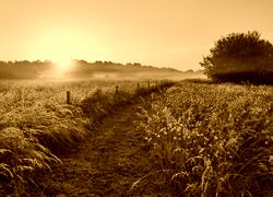 Sepia