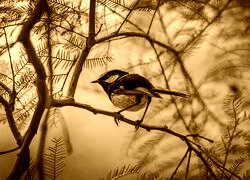 Sepia