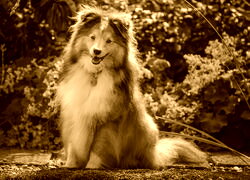 Sepia