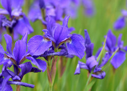 Oryginalny obrazek