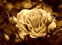 Sepia