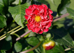 Oryginalny obrazek