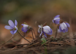 Oryginalny obrazek