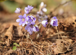 Oryginalny obrazek