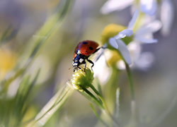 Oryginalny obrazek