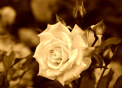 Sepia
