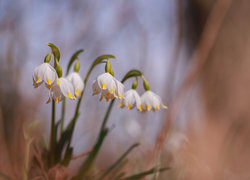 Oryginalny obrazek