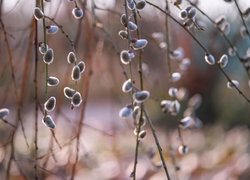Oryginalny obrazek