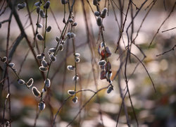 Oryginalny obrazek