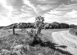 Szary + Sepia