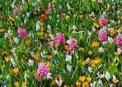 Oryginalny obrazek