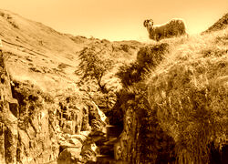 Sepia