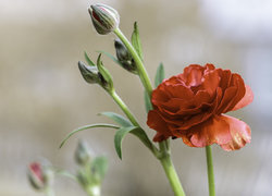 Oryginalny obrazek