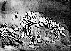 Skamielina