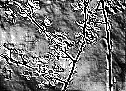 Skamielina