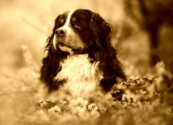 Sepia