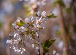 Oryginalny obrazek