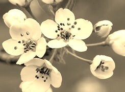 Szary + Sepia